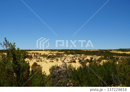ピナクルズ砂漠の風景 西オーストラリア ピナクルズ砂漠の風景 西オーストラリア 137229658