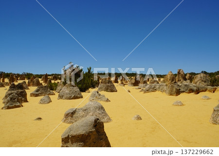 ピナクルズ砂漠の風景 西オーストラリア ピナクルズ砂漠の風景 西オーストラリア 137229662