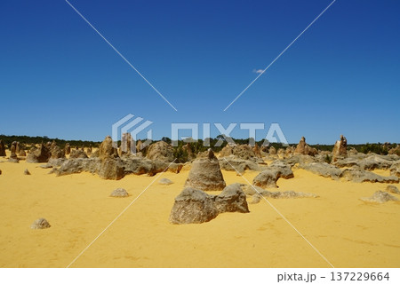 ピナクルズ砂漠の風景 西オーストラリア ピナクルズ砂漠の風景 西オーストラリア 137229664