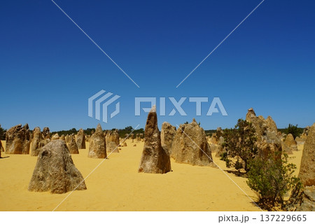 ピナクルズ砂漠の風景 西オーストラリア ピナクルズ砂漠の風景 西オーストラリア 137229665