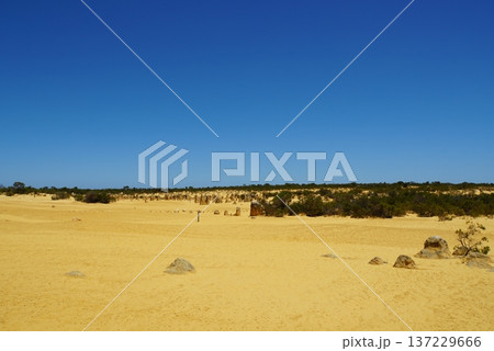 ピナクルズ砂漠の風景 西オーストラリア ピナクルズ砂漠の風景 西オーストラリア 137229666
