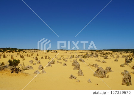 ピナクルズ砂漠の風景　西オーストラリア 137229670