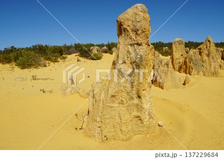 ピナクルズ砂漠の風景　西オーストラリア 137229684