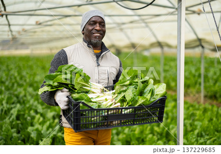 Male farmer harvests chard along with other workers Male farmer harvests chard along with other workers 137229685