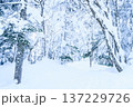 岐阜県 雪山 岐阜県 雪山 137229726