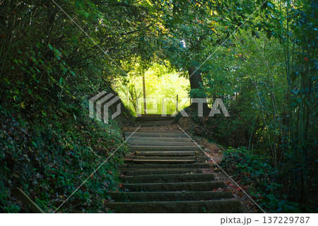 神秘的な森の中の階段 137229787