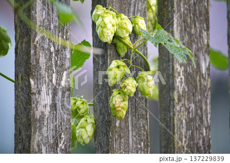Hop Cones Clinging To Weathered Fence Posts In A Quiet Green Garden Scene Hop Cones Clinging To Weathered Fence Posts In A Quiet Green Garden Scene 137229839