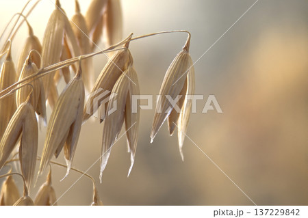 Close-Up of Ripe Oat Grain Heads Hanging in Soft Light, Agricultural Harvest Macro Detail Close-Up of Ripe Oat Grain Heads Hanging in Soft Light, Agricultural Harvest Macro Detail 137229842