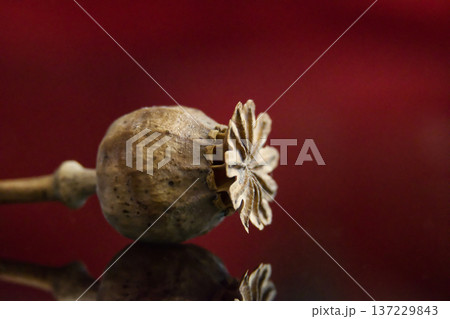 Dried Poppy Seed Pod Macro With Reflection On Dark Red Background, Botanical Still Life Study 137229843