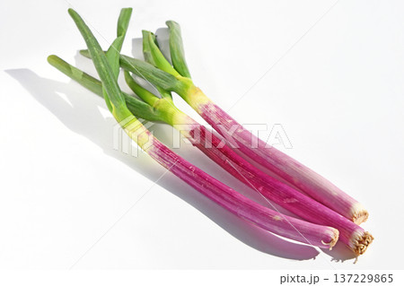 ねぎ(赤ねぎ) ねぎ(赤ねぎ) 137229865