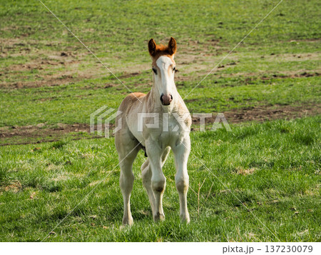 カメラ目線の子馬 カメラ目線の子馬 137230079