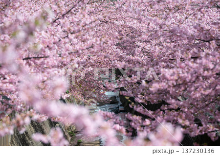 川崎市宮前区の河津桜 川崎市宮前区の河津桜 137230136