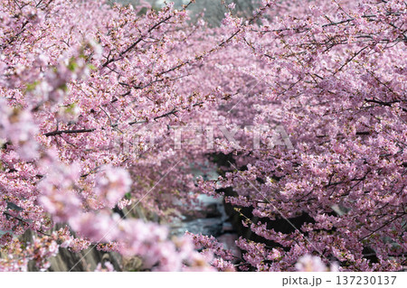 川崎市宮前区の河津桜 137230137
