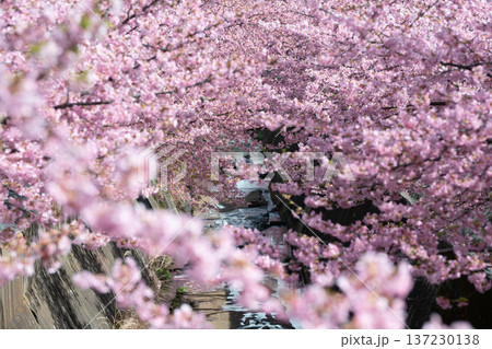川崎市宮前区の河津桜 137230138