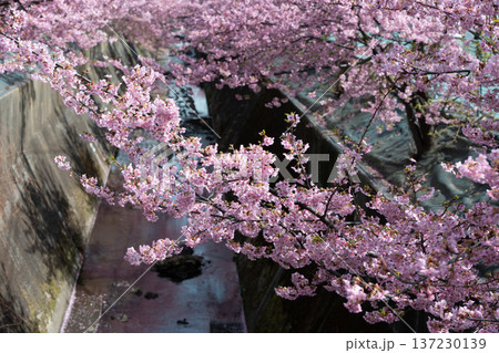 川崎市宮前区の河津桜 137230139