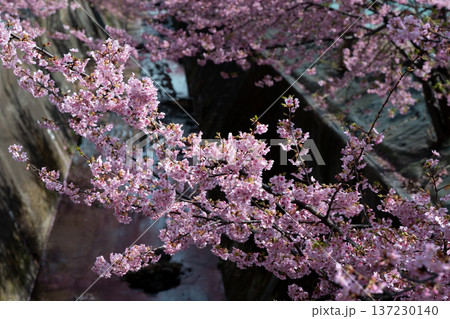 川崎市宮前区の河津桜 川崎市宮前区の河津桜 137230140