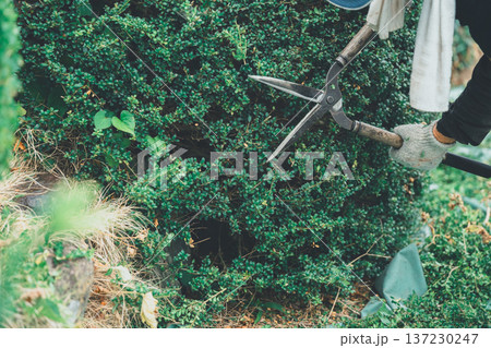 Japanese Gardener Japanese Gardener 137230247