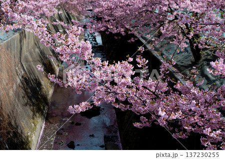 川崎市宮前区の河津桜 川崎市宮前区の河津桜 137230255
