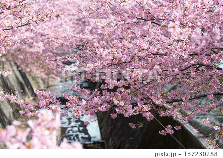 川崎市宮前区の河津桜 川崎市宮前区の河津桜 137230288
