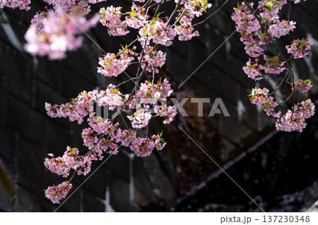 川崎市宮前区の河津桜 川崎市宮前区の河津桜 137230348