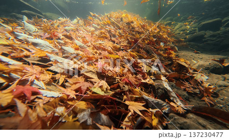 湧き水が流れる川底に落ちた紅葉 137230477