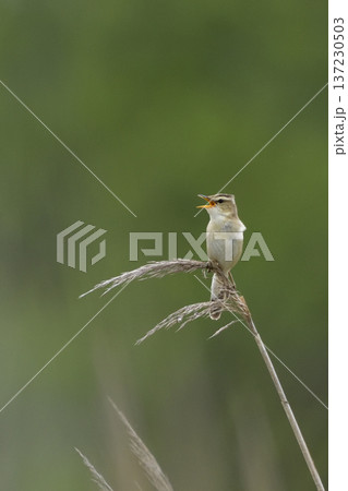 コヨシキリ 137230503