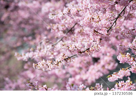 川崎市宮前区の河津桜 137230586