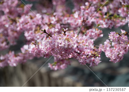 川崎市宮前区の河津桜 川崎市宮前区の河津桜 137230587
