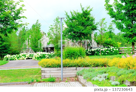 北海道紀行　　　8月の大雪森のガーデン　　　北海道ガーデン 137230643