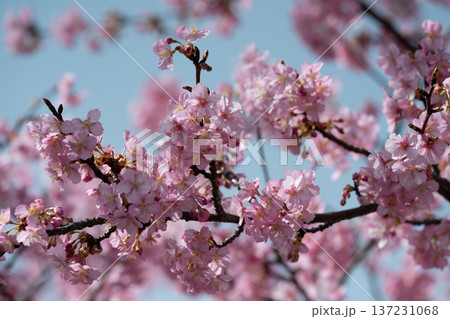 川崎市宮前区の河津桜 川崎市宮前区の河津桜 137231068