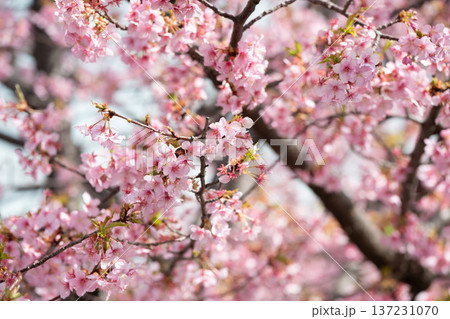 川崎市宮前区の河津桜 川崎市宮前区の河津桜 137231070