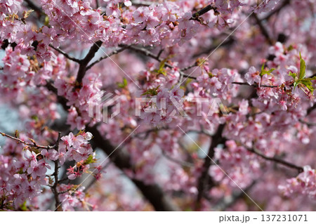 川崎市宮前区の河津桜 川崎市宮前区の河津桜 137231071