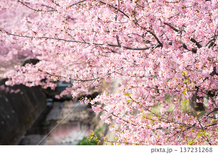 川崎市宮前区の河津桜 川崎市宮前区の河津桜 137231268