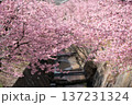 川崎市宮前区の河津桜 137231324