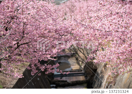 川崎市宮前区の河津桜 137231324