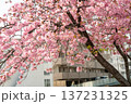 川崎市宮前区の河津桜 137231325