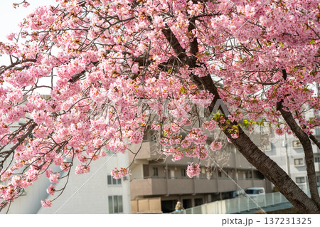 川崎市宮前区の河津桜 137231325