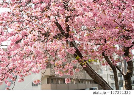 川崎市宮前区の河津桜 137231326