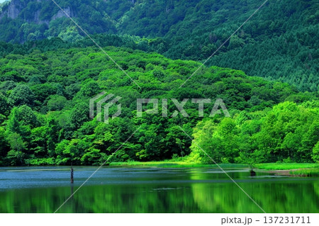 6月の戸隠の鏡ヶ池 信州の自然 信州の風景 6月の戸隠の鏡ヶ池 信州の自然 信州の風景 137231711