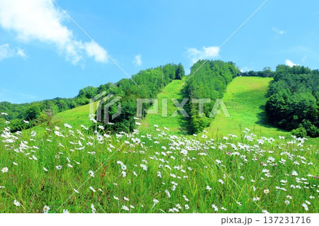 6月の戸隠の鏡ヶ池 信州の自然 信州の風景 6月の戸隠の鏡ヶ池 信州の自然 信州の風景 137231716