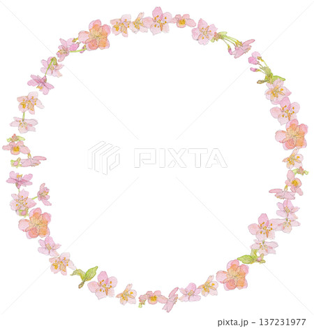 河津桜の水彩イラストリース 河津桜の水彩イラストリース 137231977