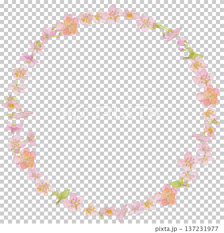 河津桜の水彩イラストリース 河津桜の水彩イラストリース 137231977