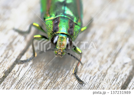 タマムシ（ヤマトタマム） 137231989