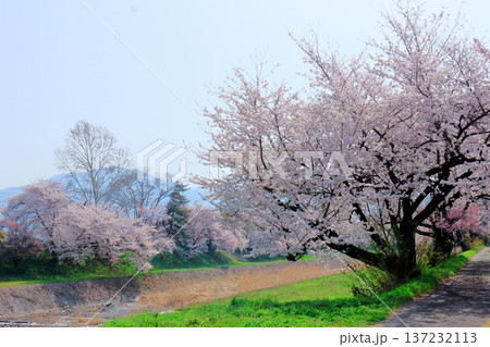 鮎川の堤防桜 須坂市の桜 信州の風景 鮎川の堤防桜 須坂市の桜 信州の風景 137232113