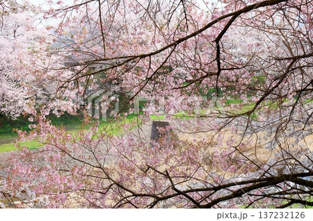 鮎川の堤防桜　　　須坂市の桜　　　信州の風景 137232126