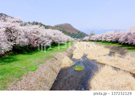 鮎川の堤防桜　　　須坂市の桜　　　信州の風景 137232129