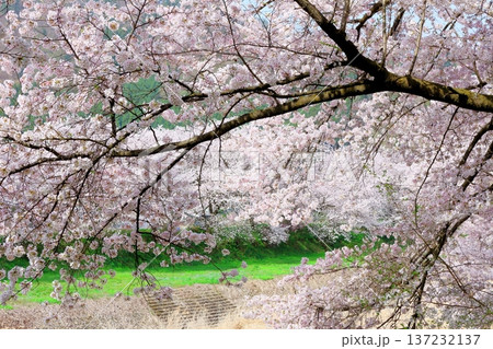 鮎川の堤防桜 須坂市の桜 信州の風景 鮎川の堤防桜 須坂市の桜 信州の風景 137232137
