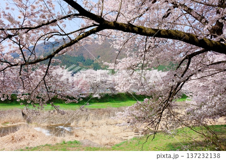 鮎川の堤防桜 須坂市の桜 信州の風景 鮎川の堤防桜 須坂市の桜 信州の風景 137232138
