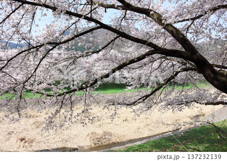 鮎川の堤防桜　　　須坂市の桜　　　信州の風景 137232139