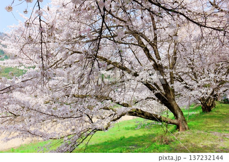 鮎川の堤防桜 須坂市の桜 信州の風景 鮎川の堤防桜 須坂市の桜 信州の風景 137232144